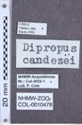 Etikette zu Anoplischius candezei (NHMW-ZOO-COL-0010478)